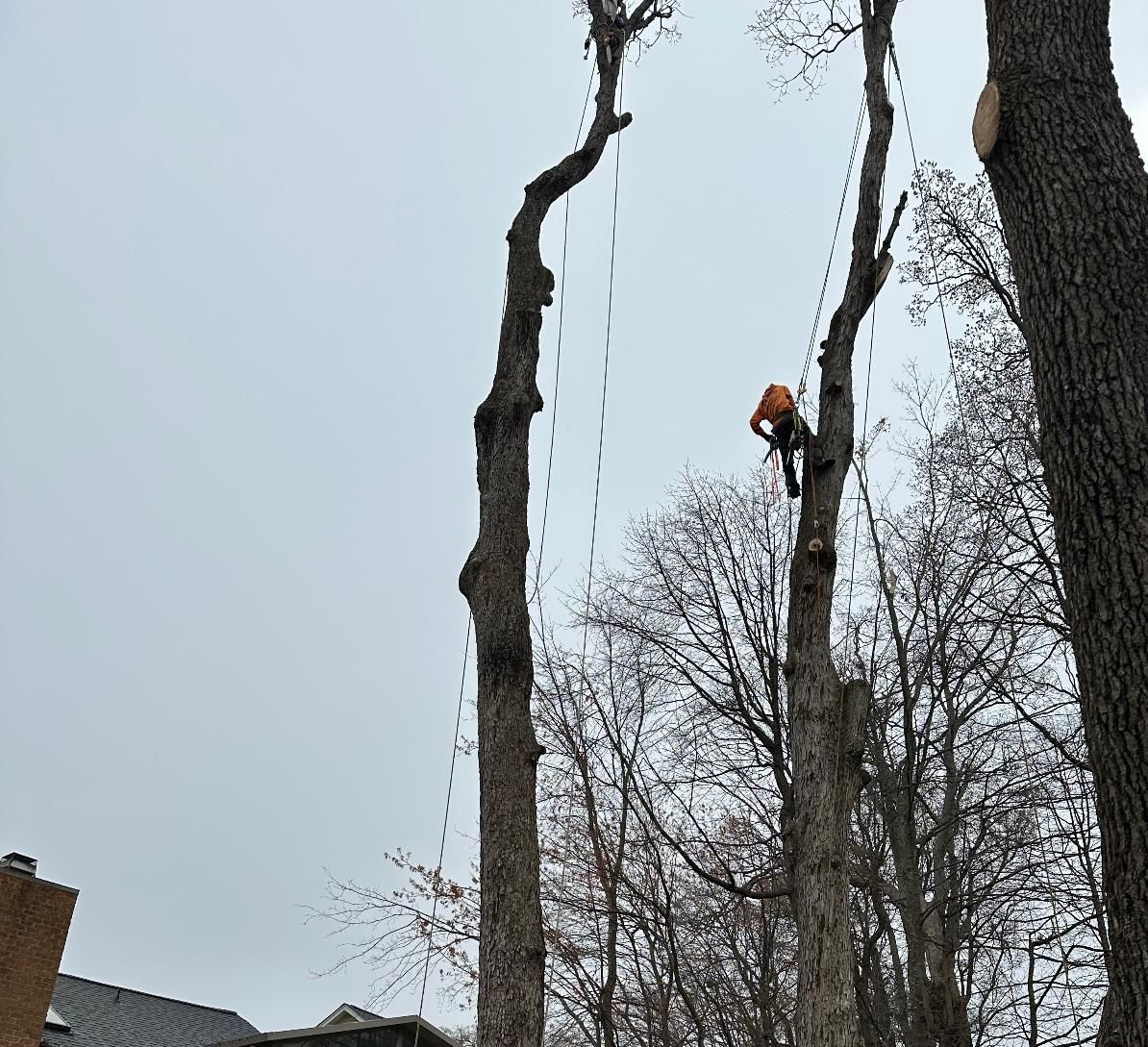 tree r3