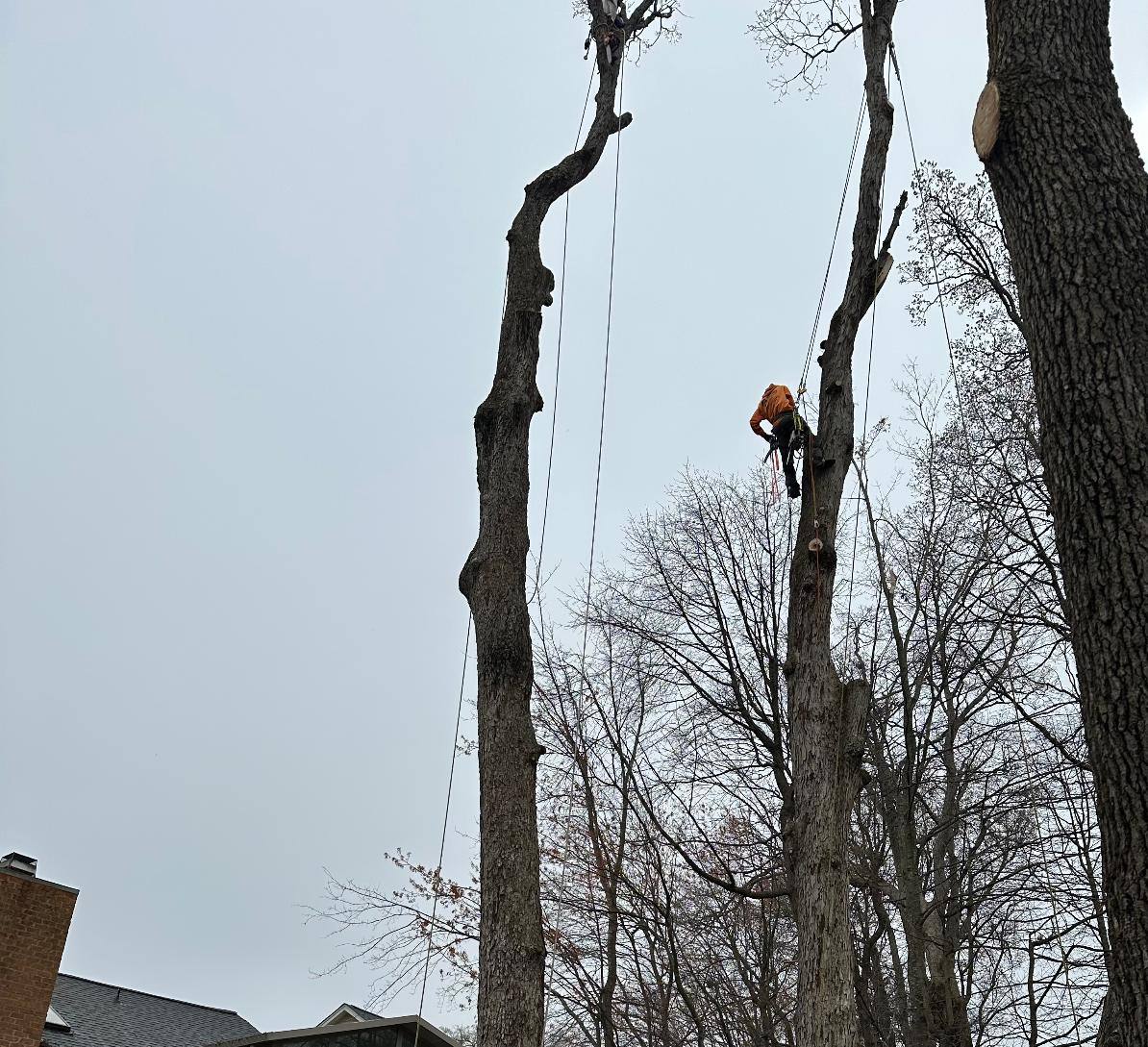 tree r3